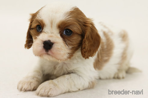 成約済の神奈川県のキャバリアキングチャールズスパニエル-369831